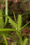 False hop sedge